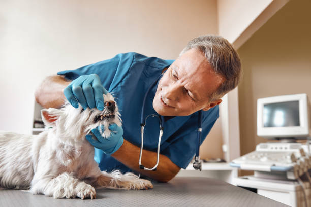 Best Walk-In Emergency Dental Services in Manitou Beach Devils Lake, MI